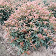 批发蓬径1.2米的红叶石楠球 湖南优质红叶石楠球 苗圃自产自销