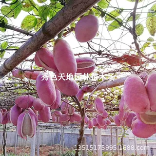八月瓜苗八月炸野果水果苗牛卵坨香蕉中华肾果阳台庭院南北方种植