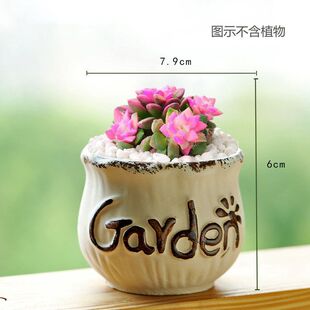 ����Gֲ���Ի������lС������@�L���LС������͸����ն�����