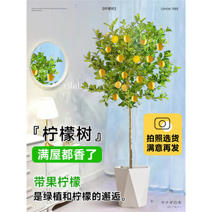 Perfume Lemon Sapling Potted Fruit Sapling Living Room Large Plant Office Balcony Floor-Standing Green Plant All Year Round