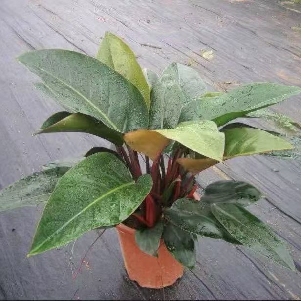 35f06def0d7663db470556a37146f4