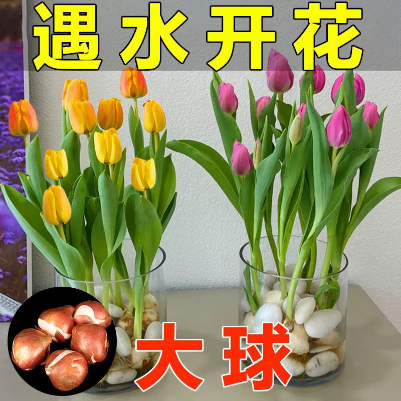 Импортированные гидропонные луковицы тюльпанов цветут в любое время года при температуре 5 градусов, комнатные и уличные горшечные растения на балконе, морозостойкие и легко выращиваемые большие луковицы.