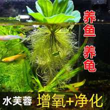 ����ˮ���J�����쾰�b��B�~ˮܽ�؃���ˮ��ˮ�|ˮ�ݸ�Ƽˮ��ֲ��
