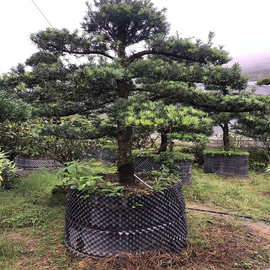 福建花卉造型罗汉松盆景工程公园小区道路绿化别墅庭院风景树
