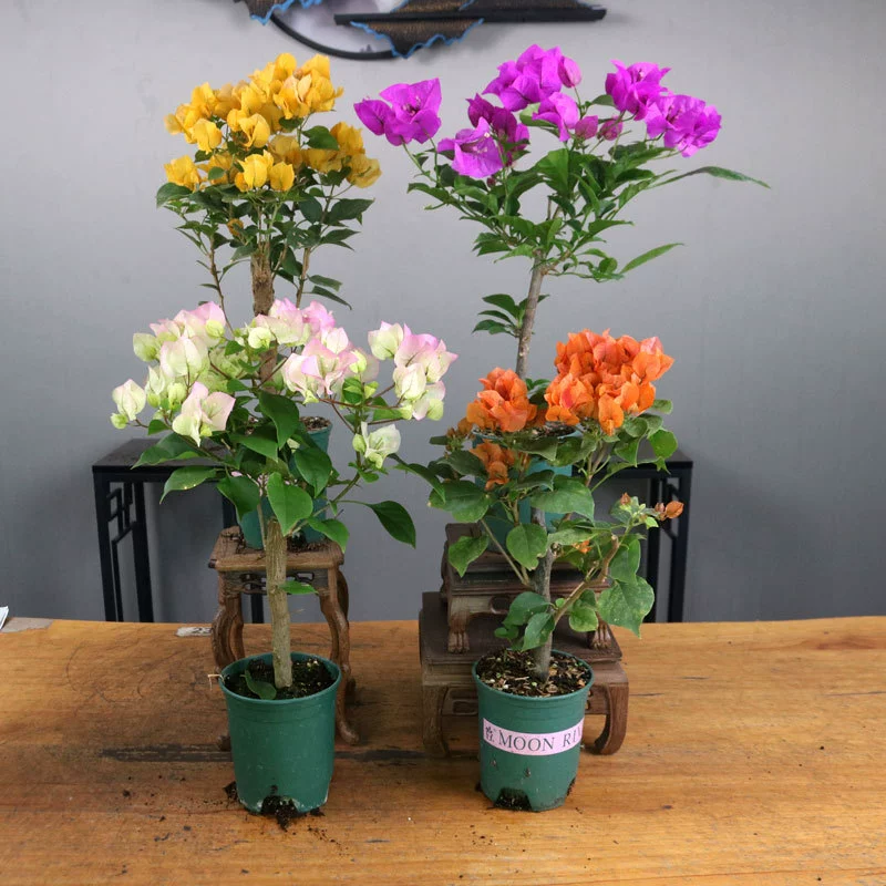 База оптом бугенвиллея вьющееся растение Four Seasons Цветущий двор балкон двойные цветочные растения в горшках