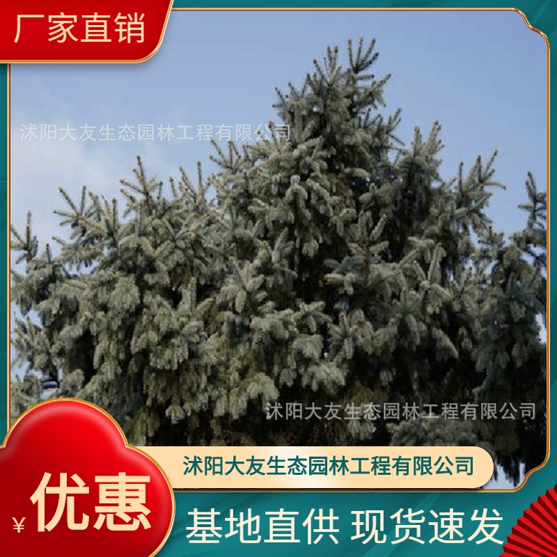 Базовые Оптовые саженцы синего кедра собственного производства Живописный пейзаж дорога сад инженерные Зеленые саженцы