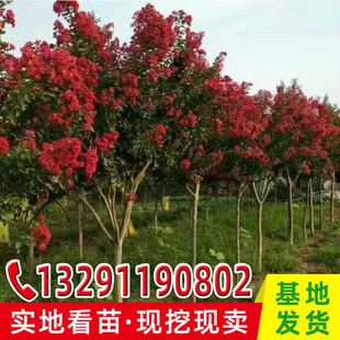 紫薇 百日紅苗圖片 海量高清紫薇 百日紅苗圖片大全 阿里巴巴