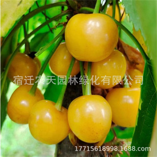 �S��܇���Ә�����Ҙ��m�Ϸ������Nֲ����ͥԺ����޽Ӵ���Ҙ���