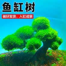 羳Ī˹ˮݘľ~쾰oɳӭɔ[S