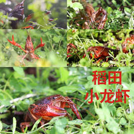 昕风尚【空运直达】盱眙小龙虾鲜活567钱湖北潜江洪湖清水稻田虾