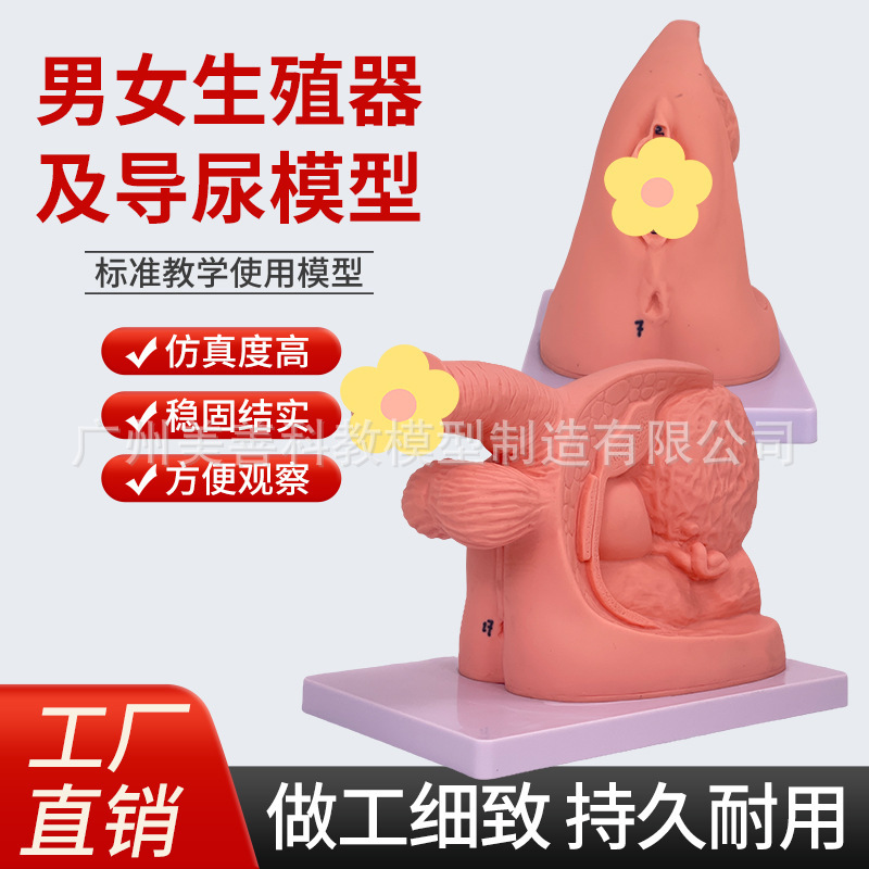 Simple Demonstration of Male and Female Internal and External Genital Anatomy and Catheterization Training Practice Male Urinary System Teaching Model