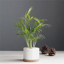 袖珍椰子小盆栽耐阴好养易活净化空气办公室内书房观叶桌面绿植物