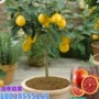 四季盆栽种植水果树苗