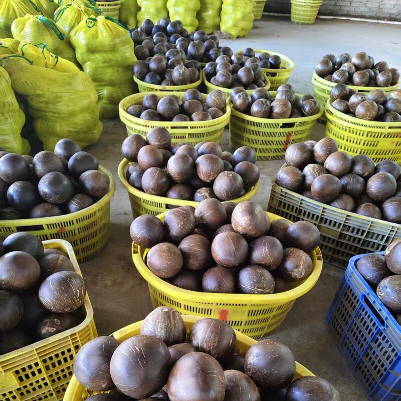 Coconut King Small-Scale Wholesale of Hainan Milk Black Coconut King Fresh Hainan Wenchang Coconut for Stewing, Soup, Desserts, and Catering
