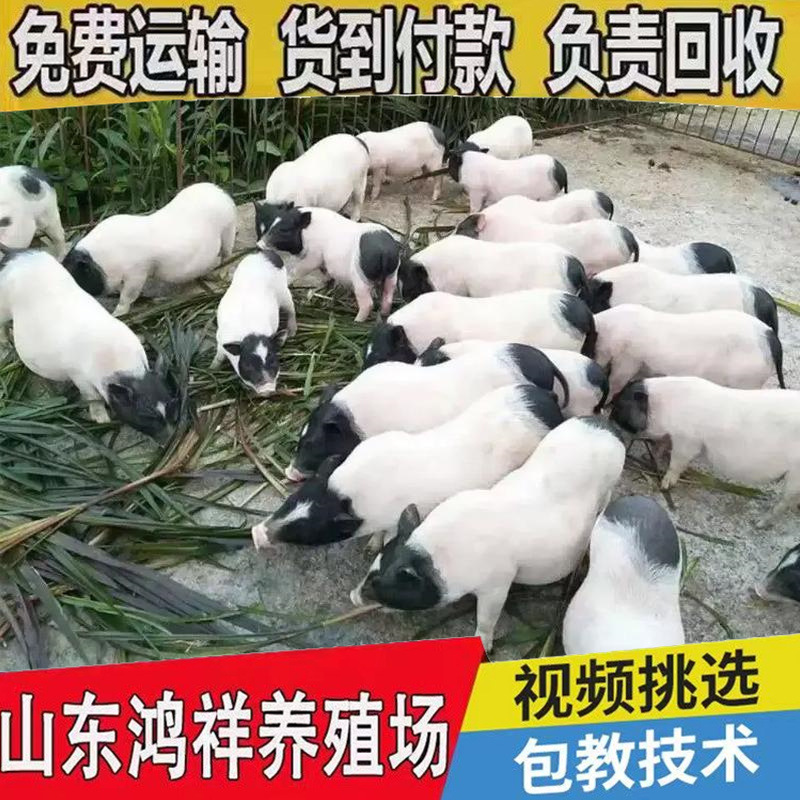 u=2041558196,2669547168&am