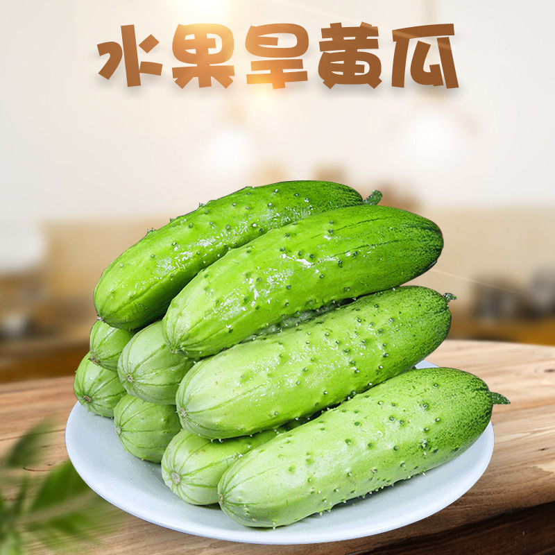 新鲜水果小旱黄瓜3/5斤当季时令蔬菜山东生吃非甜脆青瓜一件代发