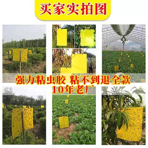 Maoshan King special-shaped sticky insect board yellow board double-sided tea garden insect trap board fruit fly trap yellow board insect trap board wholesale