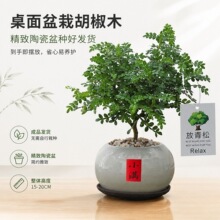 正宗清香胡椒木盆栽驱蚊草室内桌面绿植四季好养禅意盆景放青松