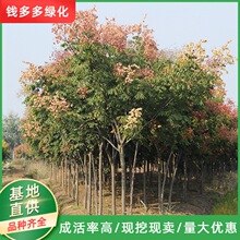 ������G����ľɫ�K�G�h�е��c�Y�ļ�������~��������ع���