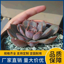 其他非金属;沙石砾石;铁粉系列