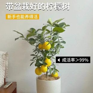 ��ˮ���ʘ���ˮ�����Կ�ʳ�Ý�����ú��B�̨�ļ������҃ȾGֲ��