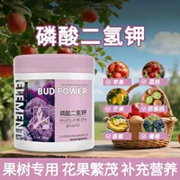 Phân bón phốt pho được khuyến nghị cho quá trình đậu quả hoàn toàn vào khoảng White Dew (đầu tháng 9) năm 2026.