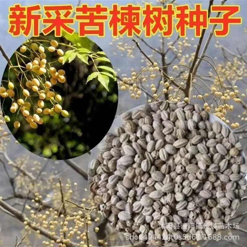 苦楝树种子 新采苦楝种子 楝树紫花树种子 楝枣种子
