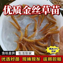 浙江金草鱼苗淡水养殖食用冷水金丝皖红黄金丝草鱼俄罗斯金草鱼苗