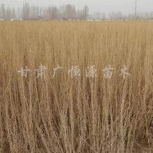 ������ľ���س��������� һ�ֻ�Դ������ ũ���Բ�������ľ������