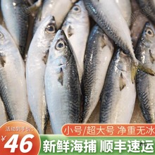 大青占鱼鲐鱼鲐鲅鱼新鲜冷冻野生青花鱼青鱼深海海鱼海鲜青条鱼