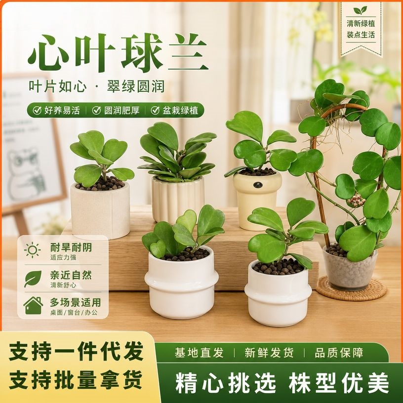 多肉植物老桩绿植可爬藤花卉办公室桌面懒人好养易活心叶球兰盆栽