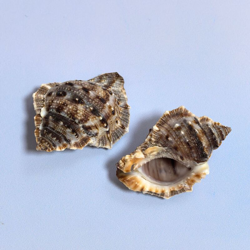 ヤドカリの殻巻き魚交換専用殻天然巻貝繁殖水槽造園水族館装飾セット|undefined