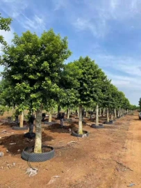 盆栽;乔木;灌木