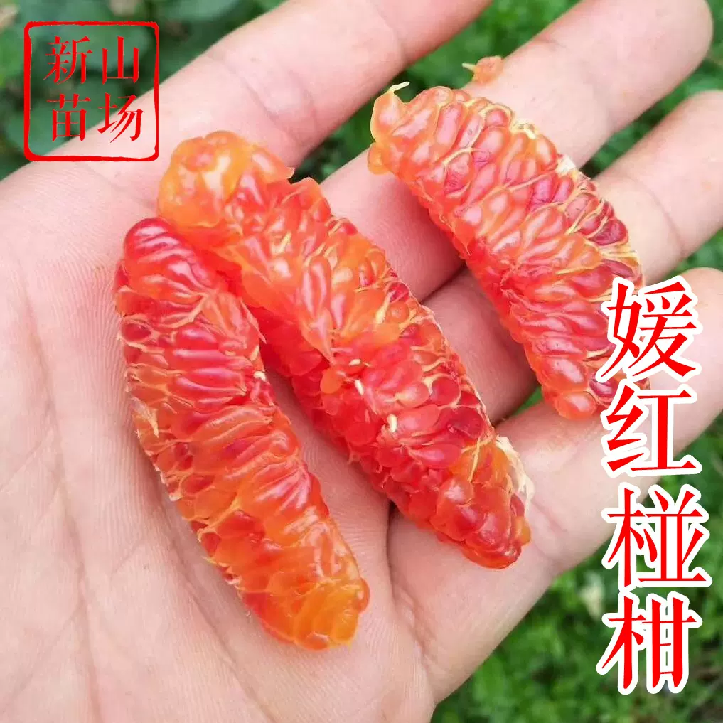 媛红椪柑苗 新品种缘红肉红韵香柑红心碰柑桔子柑橘树苗简介绍