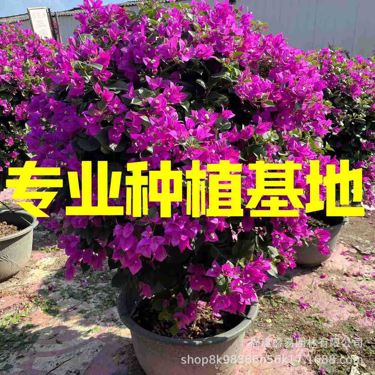 福建紫花三角梅球批发基地 紫花造型三角梅树桩 红花勒杜鹃价格