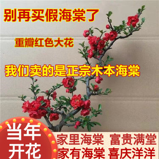 �ذ꺣�Ļ�����ֲ���ļ��҃����ձ�ԭ�����z�����L�۹�ľ������