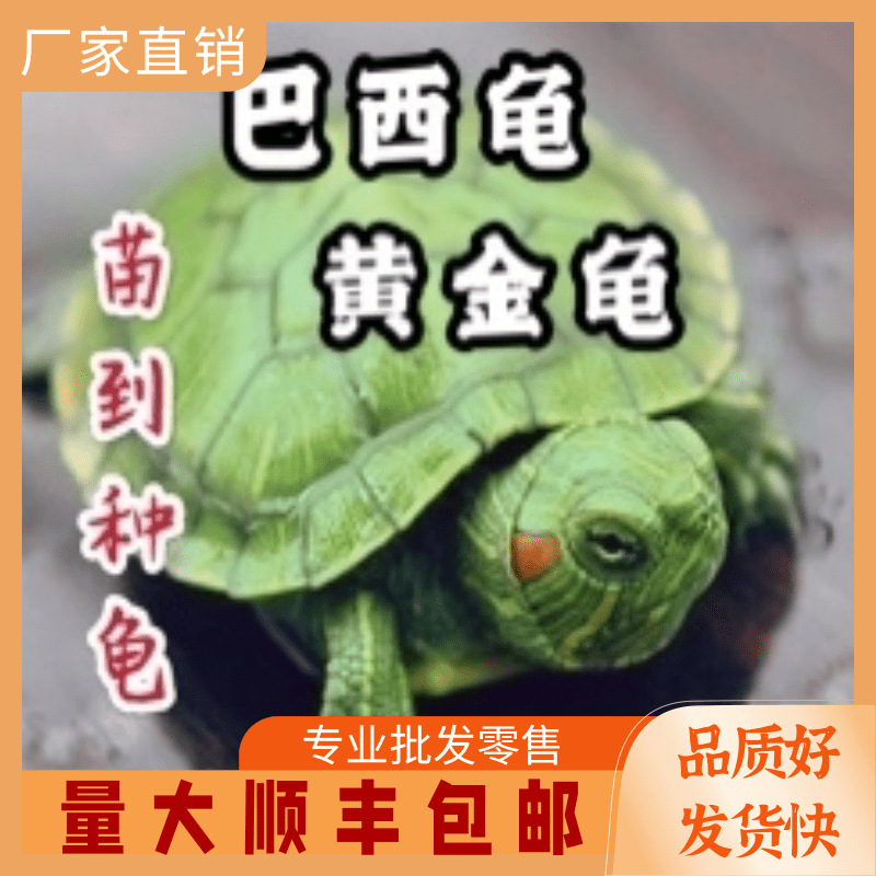 巴西龟@凡科快图