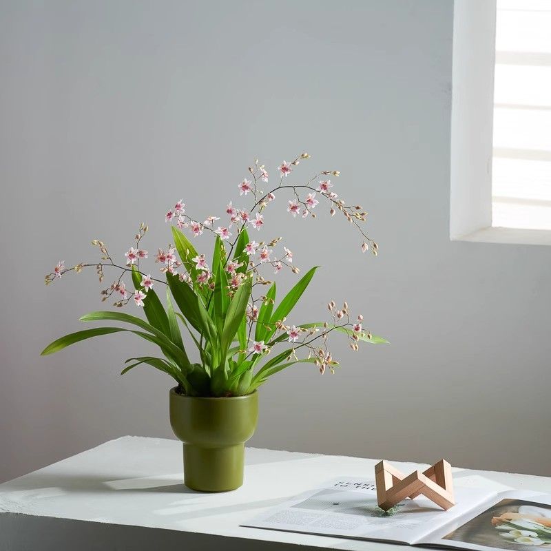 梦香文心兰花浓香型绿植盆栽植物石斛办公室内开花桌面摆件