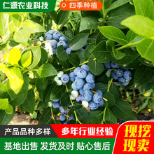 �{ݮ����N������箔��Y��һ����������Ϸ������ļ��̨�{ݮ��