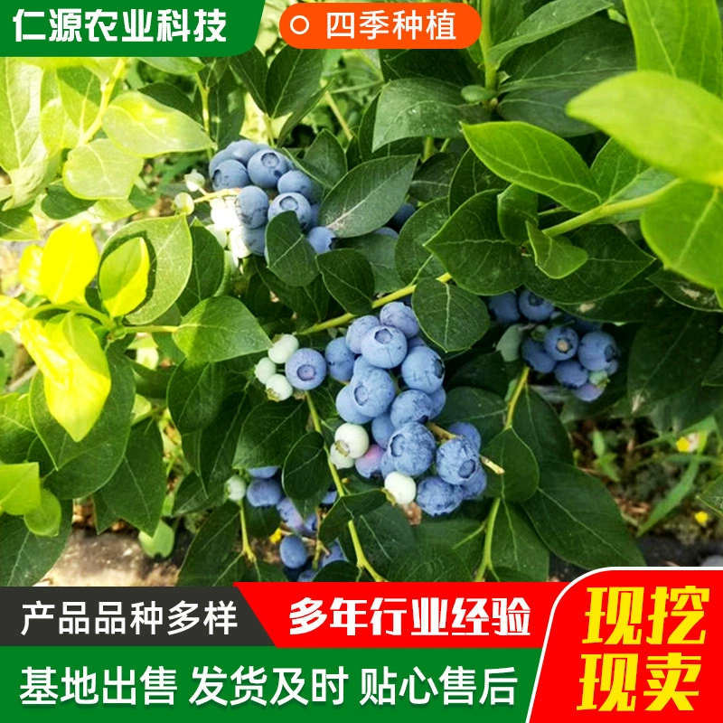 Саженцы черники, поставляемые напрямую с базы, южные и северные сорта, саженцы черники с крупными плодами, горшечные саженцы наземных фруктов, черника.