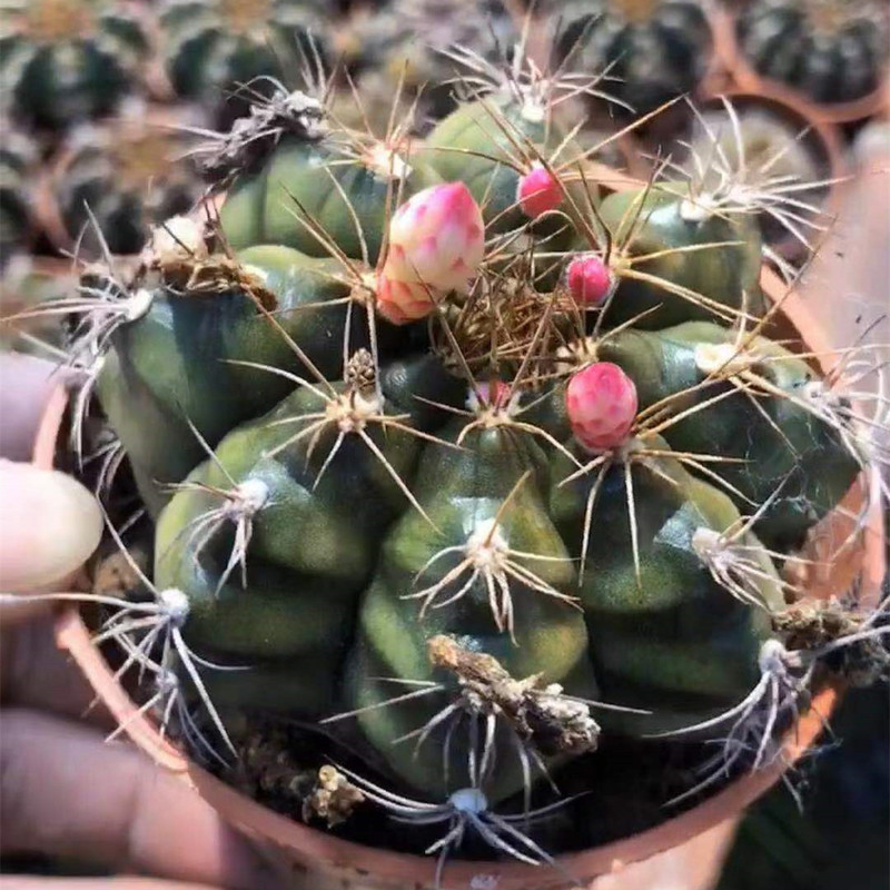 大仙人球コレクション、鉢植えの開花仙人掌、多肉植物、星兜瑞昌玉、玉龍鳳玉、玉翁|undefined