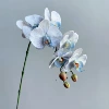 Feel blue 29#