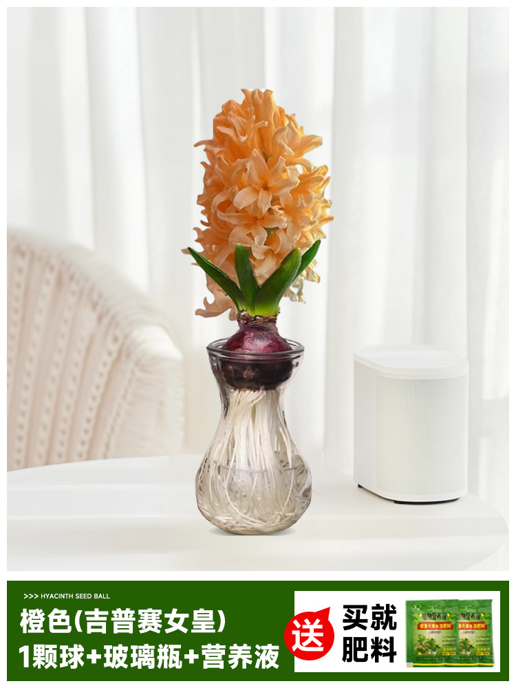 Hidropolimerización de flores con brotes de jacinas gran bola buena para alimentar balcón interior y exterior plantas en maceta tulipán cultivo de suelo