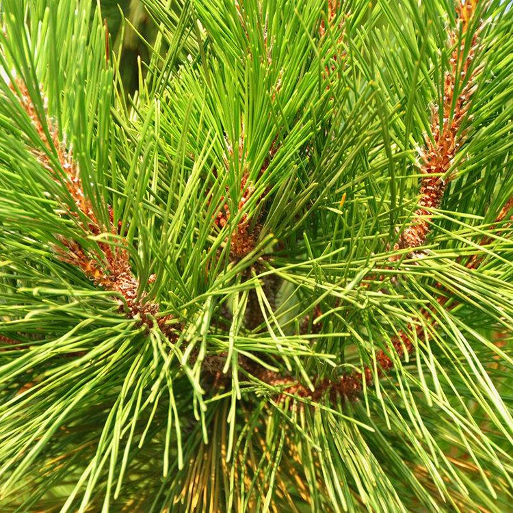 Прямые продажи базовых саженцев Pinus massoniana, высококачественных саженцев Pinus massoniana, ландшафтных деревьев на обочине дороги, полная спецификация и отличные цены.