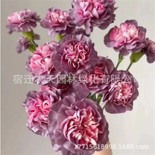 康乃馨花种子四季室内花开花不断庭院盆栽花卉观花植物花种籽易活