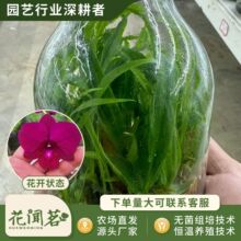 ��ʯ�� 4016 �t����ƿ���׳ɻ�M��С���҃������Ի�������r��