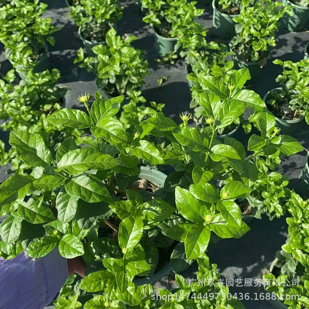 Голова тигра жасминовый цветок смотровое растение маленькая цветочная клумба цветок зеркало двор Цветок Настенный Цветок просмотр зеленые растения легко кормить