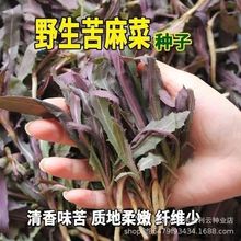 �t����˷N��Ұ��Ұ������˷N��ԭ�b�ļ��߲˷N�Ӵ�ȫ�˷N�����l