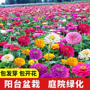 Zinnia Flower Seeds Flower Seeds Colorful Double Flower Seeds All Year Round Sowing and Blooming Courtyard Outdoor Wholesale Flower Seeds