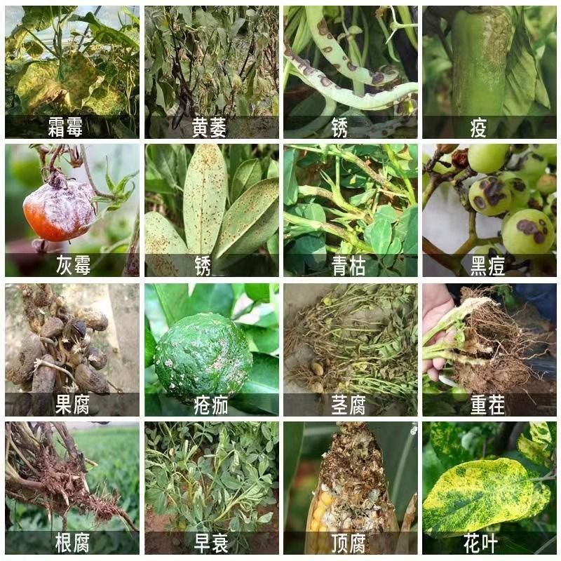 家庭園芸肥料 プレミアムペプチド窒素 一般高窒素肥料 家庭用花と野菜の成長追肥 栄養植栽肥料|undefined